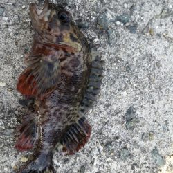 場所を変えながら なんとかガシラget